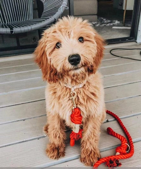 Petspuff Hands-Free Rope Leash & Luxe Leather Collar Bundle – Strawberry Love | Handmade