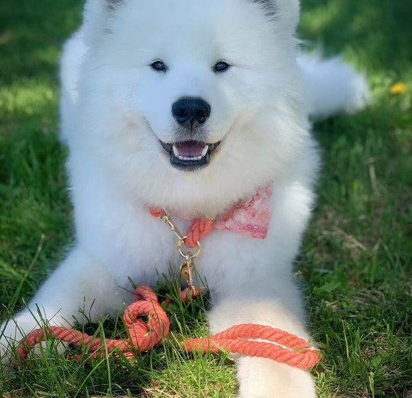 Sherbet Luxe Leather Rope Leash | Petspuff
