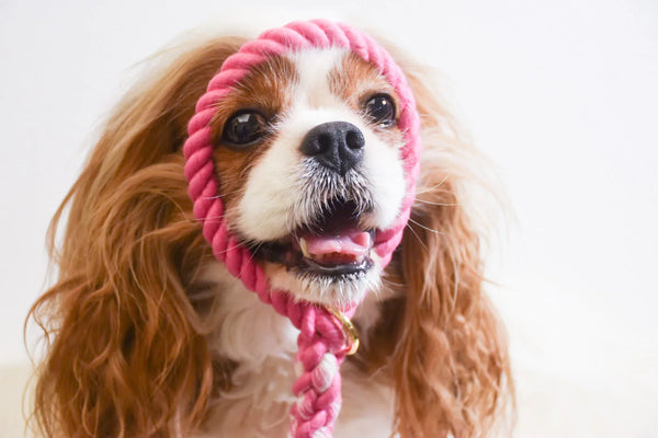 Petspuff Hot Pink Cotton Rope Dog Lead – Handmade 5ft Leash with Solid Brass Hardware
