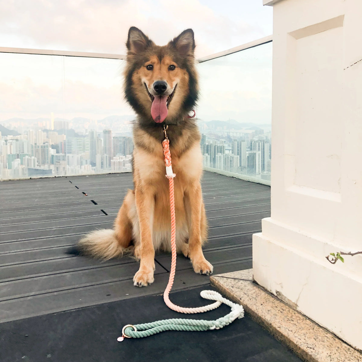 HANDS FREE DOG ROPE LEASH - BUBBLE SODA-1