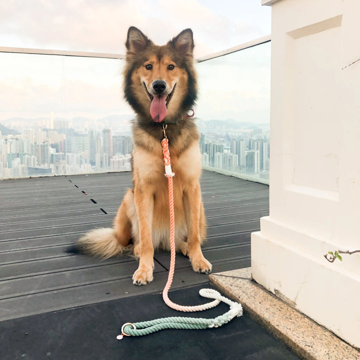 HANDS FREE DOG ROPE LEASH - BUBBLE SODA-1