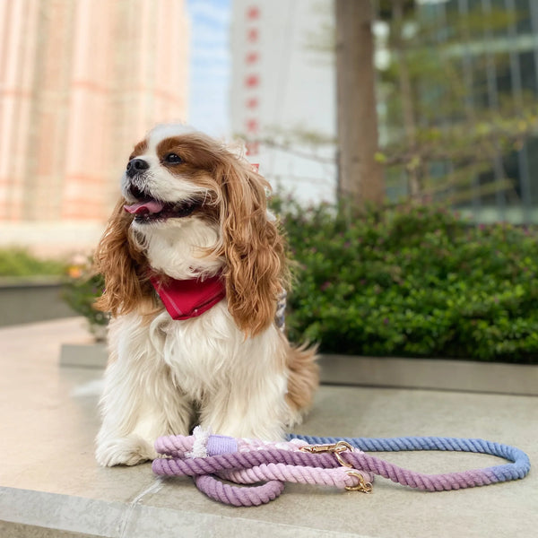 Petspuff Cotton Rope Dog Leash – Beautiful Violet | 5ft | Brass Hardware | Handmade
