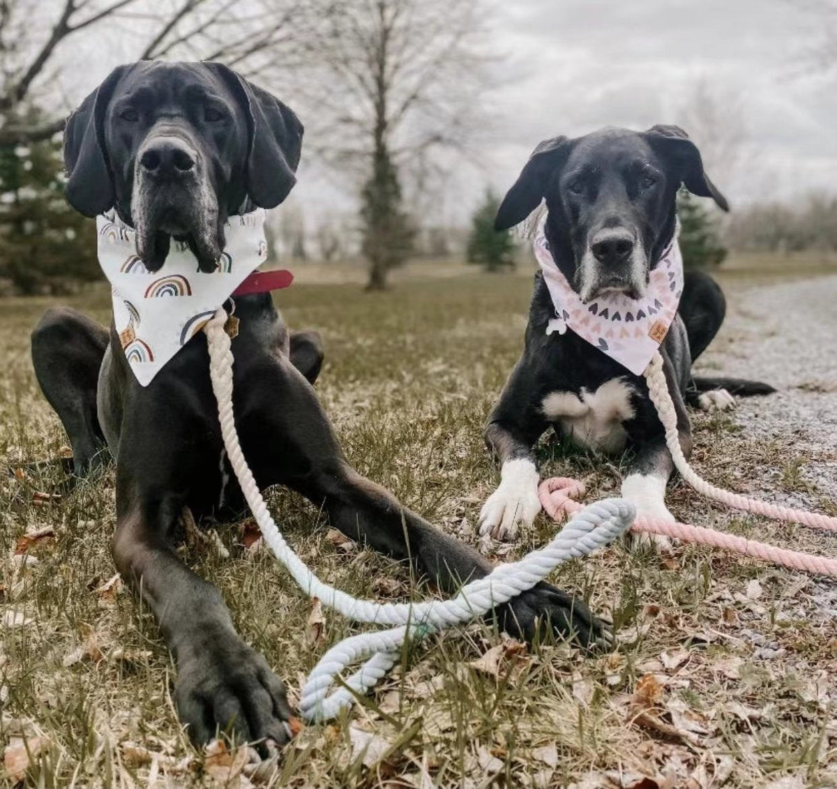 Petspuff Lemon Squeeze Cotton Rope Dog Lead & Collar Set – Handmade Matching Leash, Solid Brass