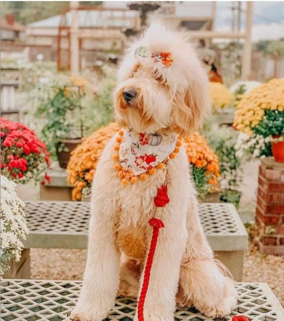 Petspuff Golden Garden Cotton Rope Dog Lead & Collar Set – Handmade Matching Leash, Solid Brass