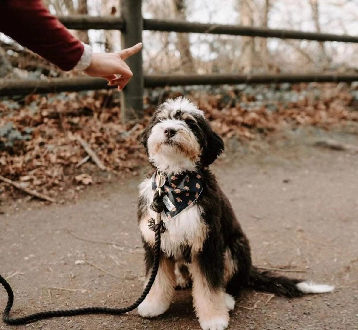 Petspuff Forest Love Cotton Rope Dog Lead & Collar Set – Handmade Matching Leash, Solid Brass