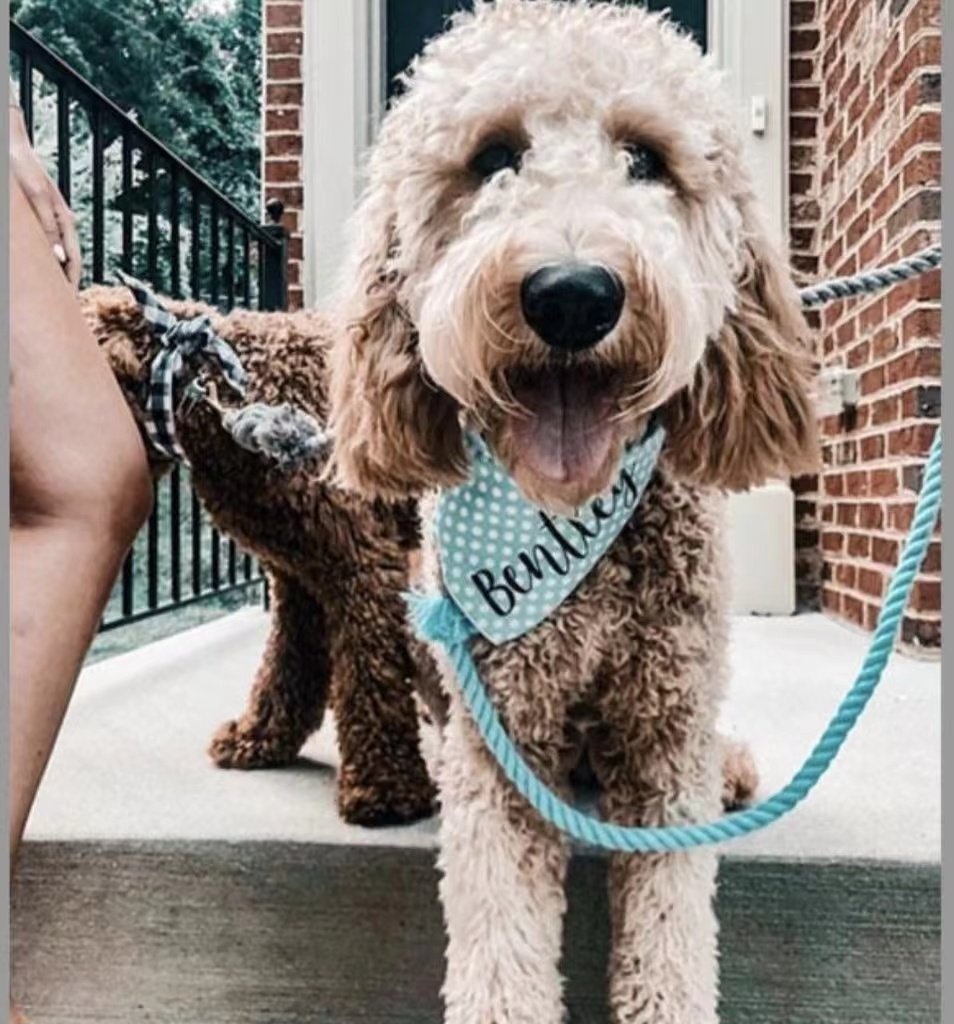 Petspuff Mint Green Cotton Rope Dog Lead & Collar Set – Handmade Matching Leash, Solid Brass