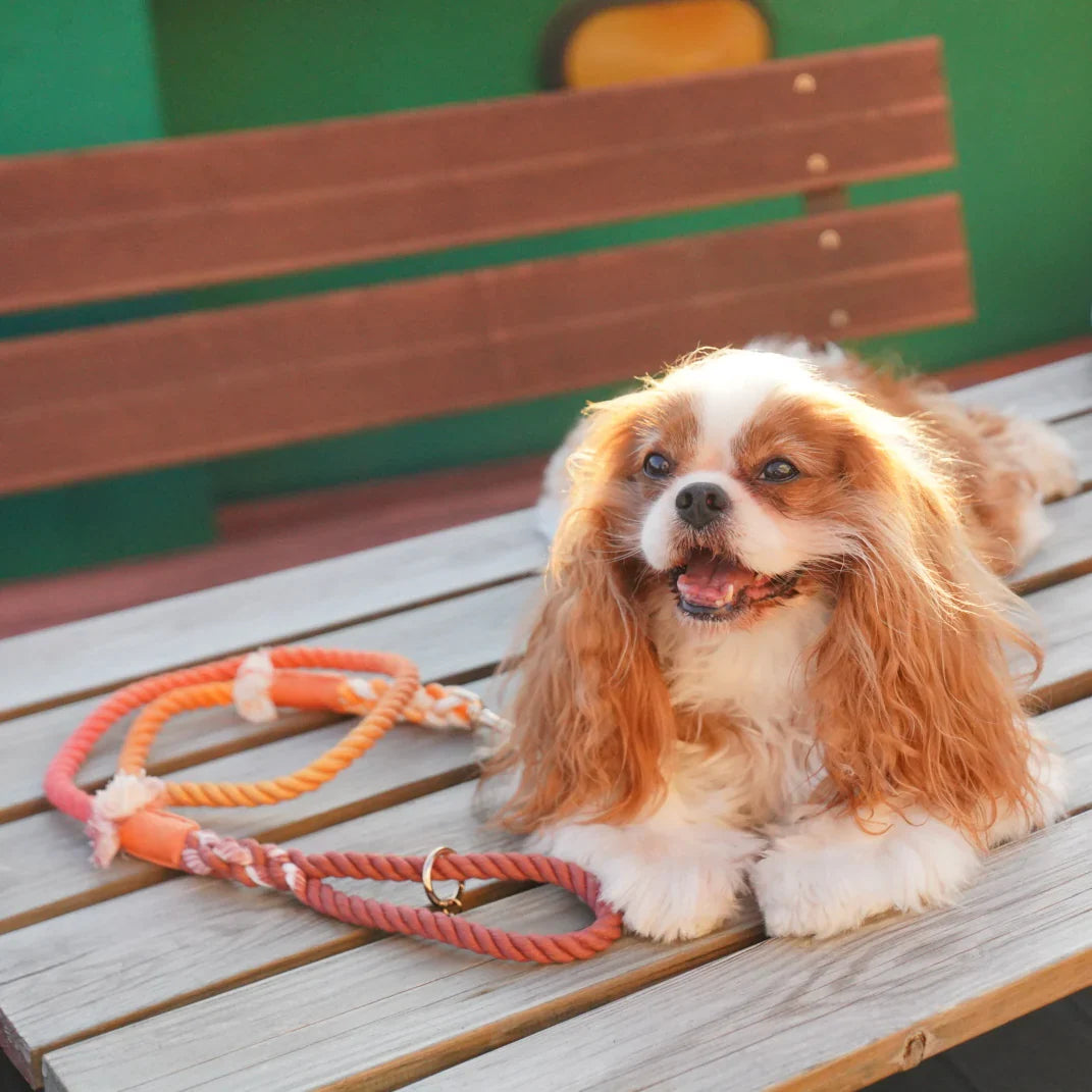 Petspuff Maple Cotton Rope Dog Lead – Handmade 5ft Leash with Solid Brass Hardware