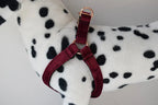 Petspuff Personalised Printed Dog Harness – Engraved ID Tag | 17 Designs, Small & Medium Dogs