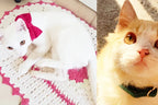 Petspuff Personalised Bow Cat Collar & Lead with Bell – Engraved ID Tag | 7 Colours