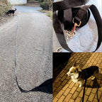 Petspuff Heavy-Duty Long Dog Lead – 2cm Nylon Line 1.5m to 50m | Small to Large Dogs