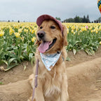Petspuff Dog Baseball Cap – Adjustable Sun Hat with Ear Holes | Small to Large Dogs
