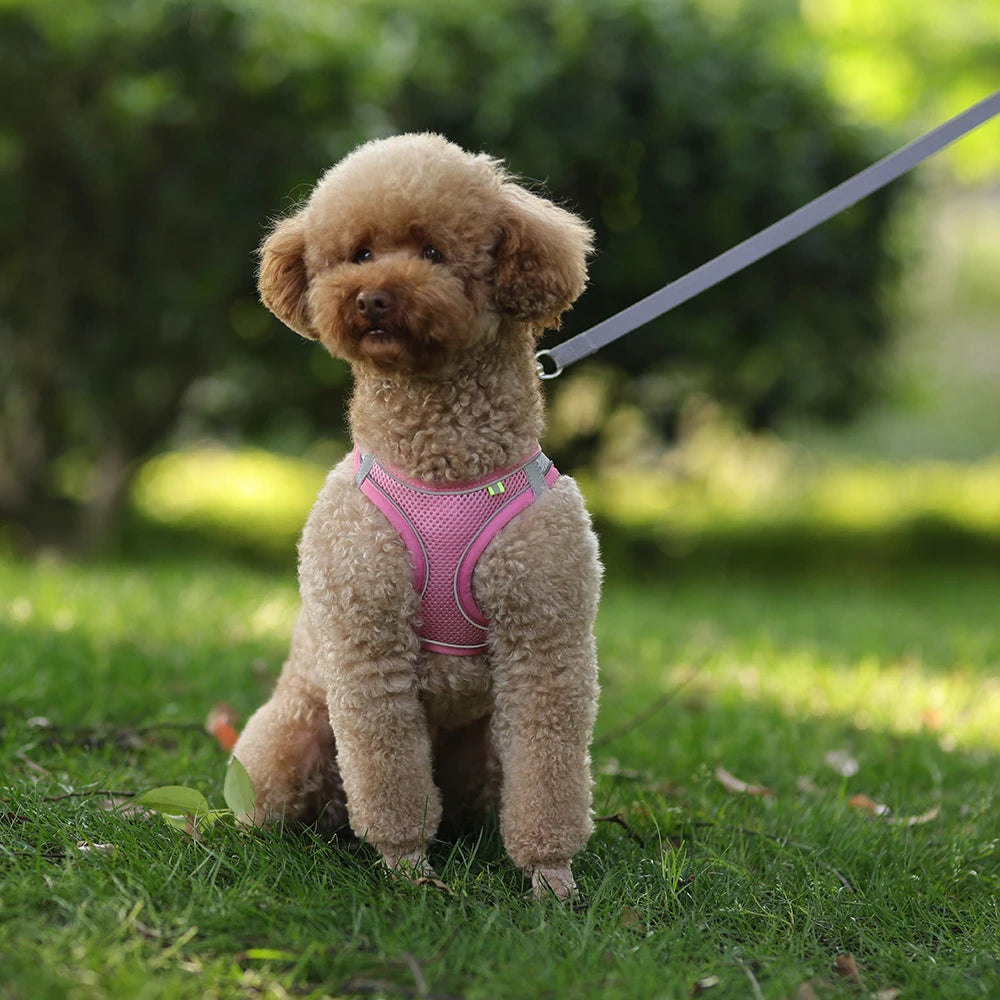 Petspuff Breathable Mesh Harness & Lead Set – Soft Vest Harness | Small Dogs, Puppies & Cats