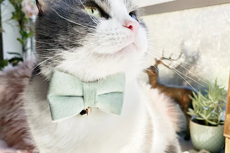 Petspuff Personalised Bow Cat Collar & Lead with Bell – Engraved ID Tag | 7 Colours