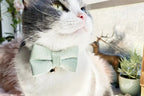 Petspuff Personalised Bow Cat Collar & Lead with Bell – Engraved ID Tag | 7 Colours